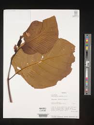 Image result for Burttdavya