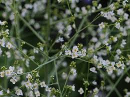 Image result for Crambe