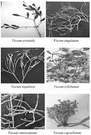 Image result for Viscaceae