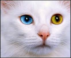 Van Kedisi I Love Cats Cats Animals