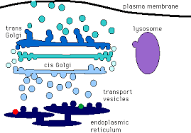 Endomembrane System