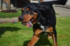 Image result for sedmihradský honič