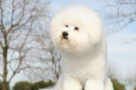 Only guaranteed quality, healthy puppies. Space Cadet Bichon Frise Home Facebook