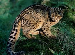Andean cats face a number of threats to their survival. Andean Mountain Cat Facts Cat S Habitat Diet Distribution