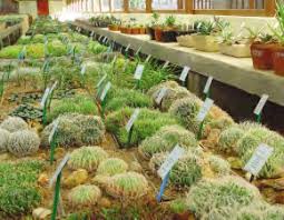 Image result for Pancovia golungensis