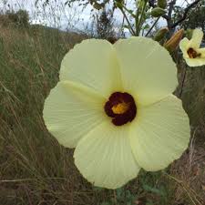 Image result for Hibiscus engleri