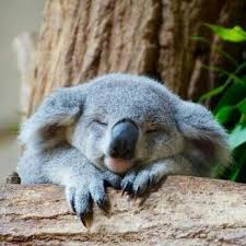 I Know This Is Not A Dog But He S Just So Super Australian Dog Hes Super Cute Animals Cute Baby Animals Koala