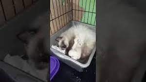 Untuk ciri fisiknya sendiri, kucing birma tampil dengan mata biru dan bulu berwarna putih keemasan. Kucing Himalaya Umur 1 Hari Masih Warna Putih Youtube