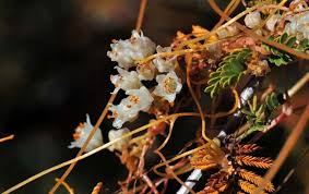 Image result for Cuscuta planiflora