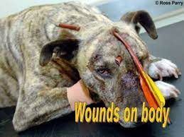 Smash the like button below, comment down your thoughts and share this video to share the. Animal Abuse Psa School Project Youtube