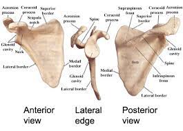 For more details go to edit properties. The Pectoral Girdles Human Anatomy And Physiology Lab Bsb 141