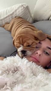 67 67 67 67 🥭🥭 @soldejaneiro #puppy #englishbulldog #househippo  #soldejaneiro #67