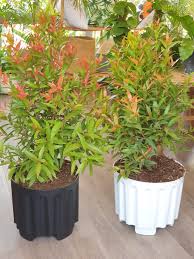 Image result for Eugenia