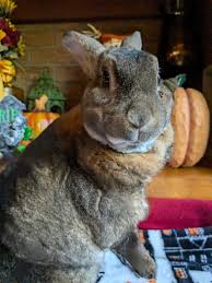 My silly Minnie Boy 🎃🧡🐇 I think he got annoyed with me this morning 😁