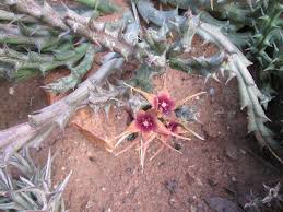 Image result for Orbea caudata