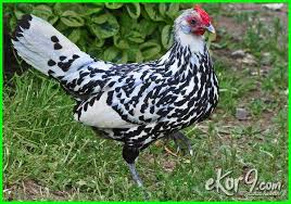 10 Jenis Ayam Petelur Terbaik Paling Unggul Di Dunia Dan Gambarnya Dunia Fauna Hewan Binatang Tumbuhan Hewan Binatang Gambar