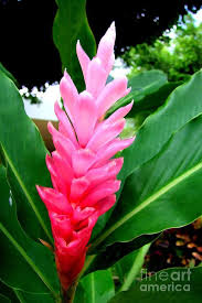 Pink Cone Ginger By Mary Deal Ginger Plant Flower Hawaiian Flowers Ginger Flower