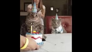 Eine lahme katze ist mehr wert als ein schnelles pferd wenn der palast voller mäuse ist. Geburtstag Der Katze Gifs 40 Animierte Bilder Kostenlos