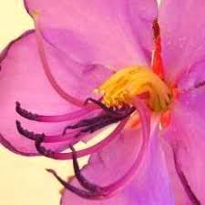 Image result for Dissotis glandulosa