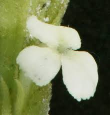 Image result for Striga hallaei