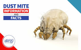 Image result for Dust mite
