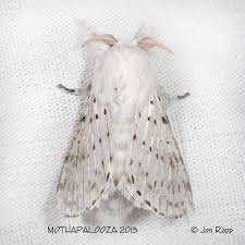 Image result for Artabotrys collinus