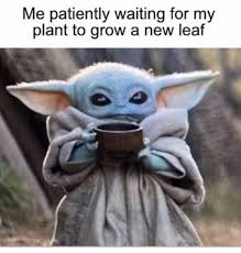 Baby Yoda Plant Leaf In 2020 Yoda Funny Yoda Meme Funny Babies