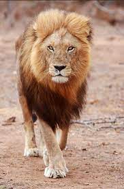 Gorgeous Grace Cute Wild Animals Lion Images Big Animals