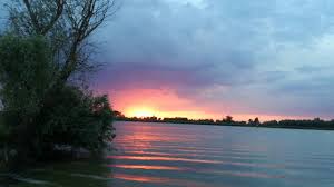 De la specii de păsări pe cale de dispariție, lebede. Apus De Soare In Delta Dunarii 2016 Youtube