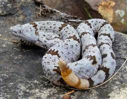 Banded Rock Rattlesnake Rattlesnake Reptile Snakes Reptiles Pet