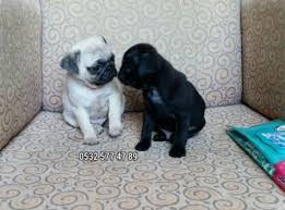 Pug Yavrulari Evde Dogup Buyuyen Hayvan Al Sat Ucretsiz Ilan Ver