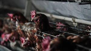 We did not find results for: Praktik Kandang Telur Baterai Di Indonesia Berisiko Sebarkan Mutasi Flu Burung Ini Penjelasannya Tribunnews Com Mobile