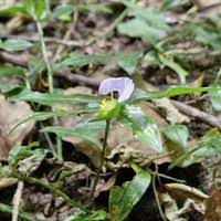 Image result for Aneilema umbrosum