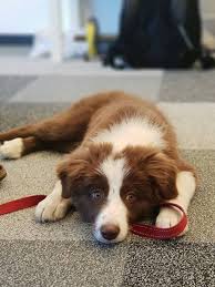 Very Handsome Border Collie X Collie Dog Collie Puppies Border Collie Dog