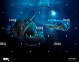 Anglerfish light hi-res stock photography and images - Alamy