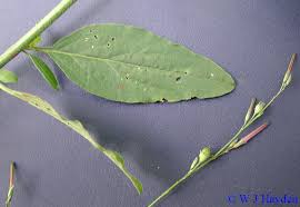 Image result for Schwenckia