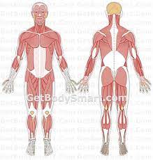 View, isolate, and learn human anatomy structures with zygote body. Good Interactive Visual Representation Of Musculoskeletal System And Nervous System Muscle Anatomy Human Body Systems Musculoskeletal System