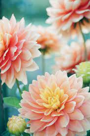 House Plants Dahlia Flower Wedding Dahlia Flower Wedding Dahlia Wedding Bouquets Dahlia M Dahlia Flower Arrangements Dahlia Flower Dahlia Flower Garden