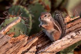 My name is round tailed ground squirrel. Foothills Palo Verde Fact Sheet