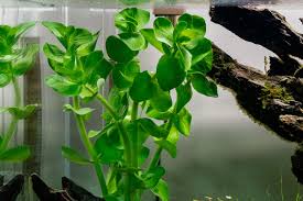 Image result for foto bacopa