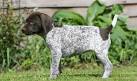 German Shorthaired Pointer Puppies For Sale - AKC PuppyFinder