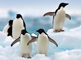 It's nice that they named the species after a linux distribution. Adelie Penguin Pictures
