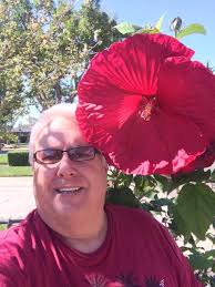 Perennial hibiscus growth and blooming patterns