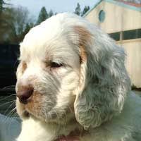 Cats outside, however, prove a different story for this. 52 Beautiful Spaniels Ideas Cocker Spaniel Spaniel Cocker Spaniel Puppies