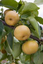 Maybe you would like to learn more about one of these? Fruit Trees The Five Easiest To Grow The English Garden
