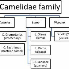 Camels have long been domesticated and, as livestock, they provide food (milk and meat) and textiles (fiber and felt from hair). Classification Of The Camelidae Family Download Scientific Diagram