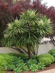 Palmlilie Eine Bezaubernde Zier Und Nutzpflanze Palmen Garten Garten Pflanzen Pflanzen