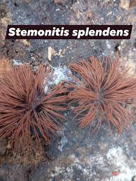 Image result for Stemonitis splendens