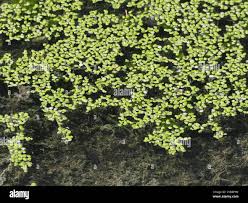 Image result for Lemna aequinoctialis