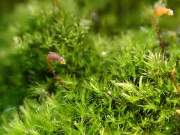 Image result for Polystachya tenella